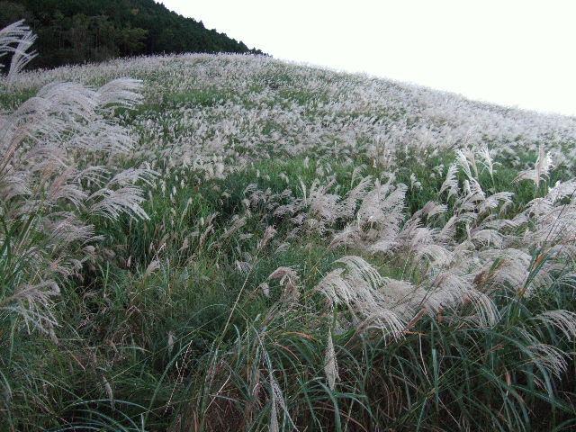 e0064133_2071920.jpg