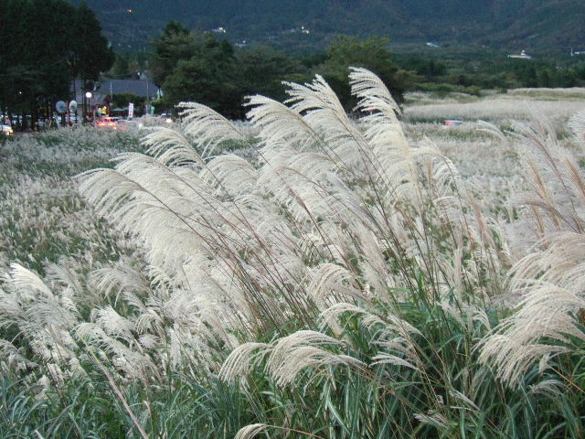 e0064133_2073152.jpg