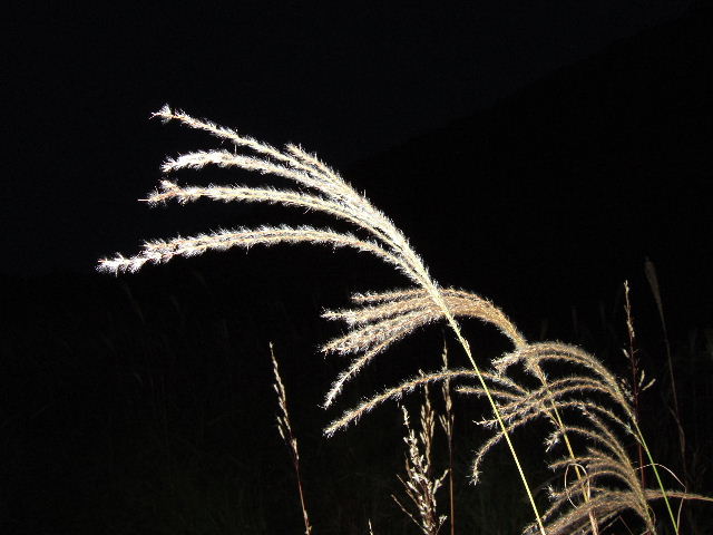 e0064133_2074950.jpg