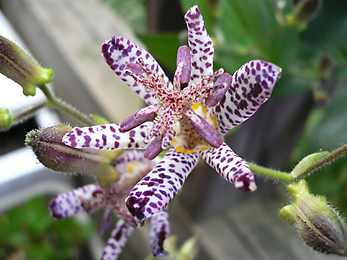 c0069048_616133.jpg