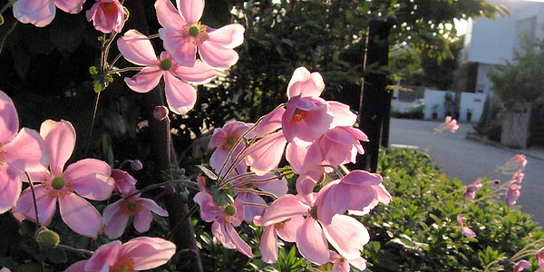 f0007956_17315648.jpg
