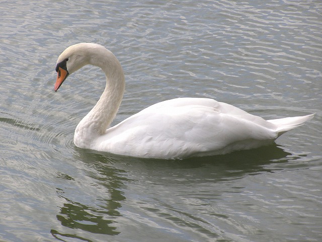 e0078069_8362576.jpg