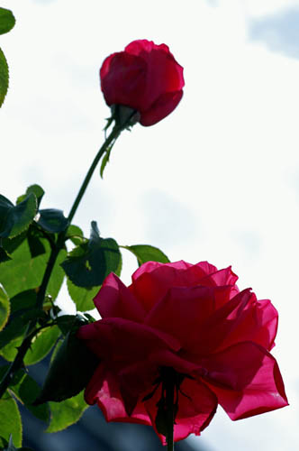 a0083081_21193811.jpg