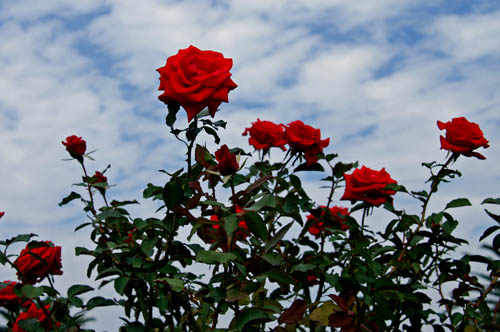 a0083081_21211582.jpg