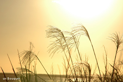 c0051385_04593.jpg
