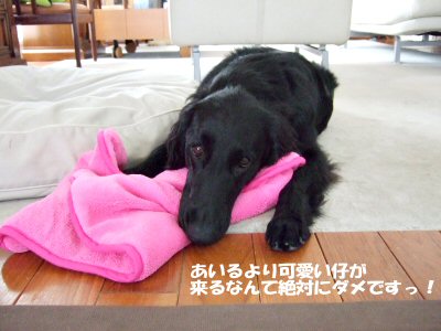 c0050400_13491222.jpg