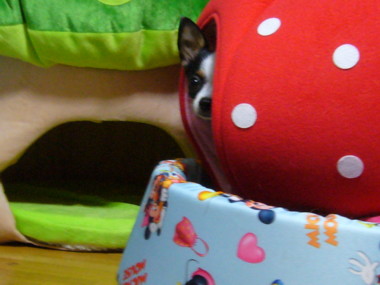 e0032508_20121555.jpg