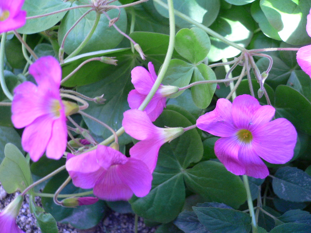 c0076218_1395252.jpg