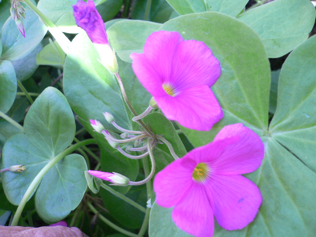 c0076218_1412490.jpg
