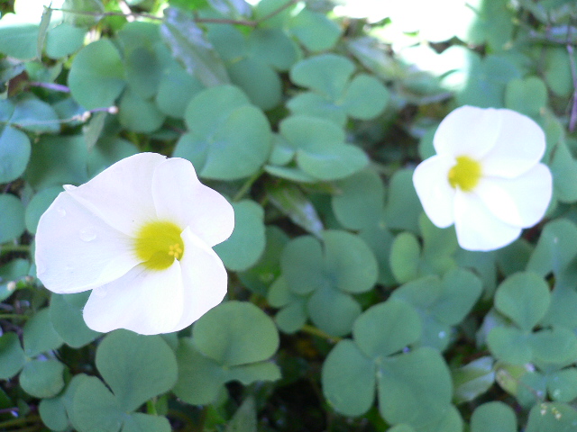 c0076218_1505197.jpg
