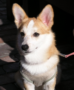 e0071225_1692630.jpg