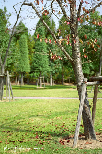 d0036630_1353580.jpg