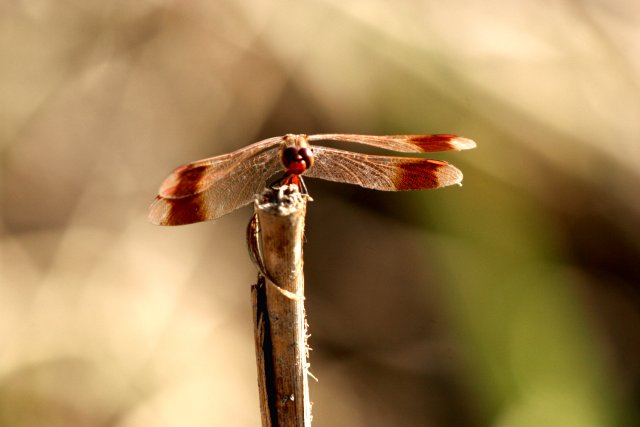f0044056_21383256.jpg