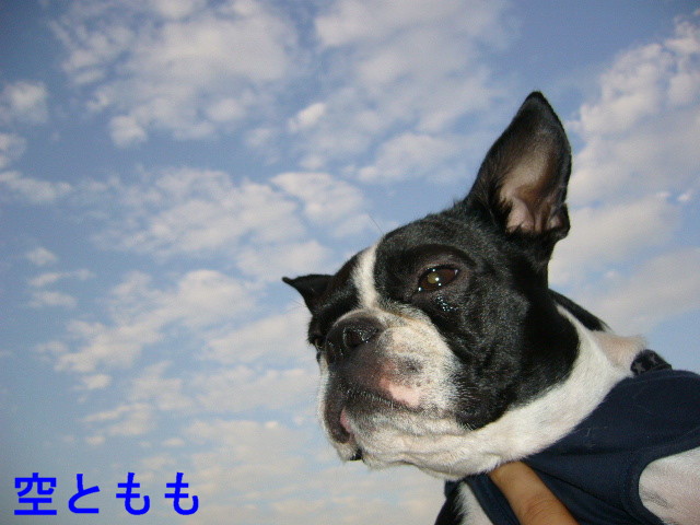 d0070702_492664.jpg