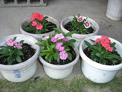 c0076204_1403923.jpg
