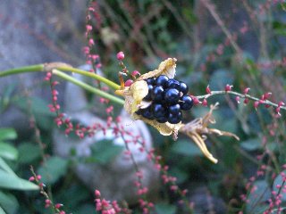 b0061107_23341036.jpg