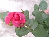 e0098908_21582745.jpg