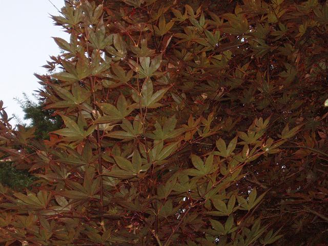 c0086014_656734.jpg