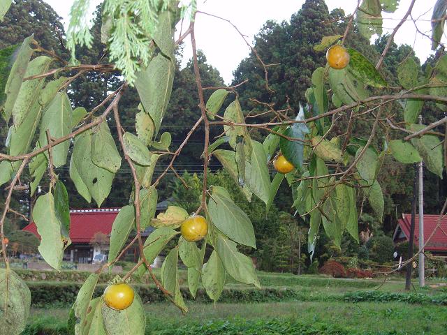 c0086014_6575479.jpg
