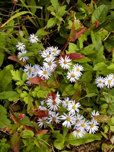 e0097615_15161141.jpg