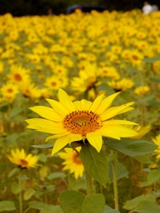 e0097615_1516211.jpg