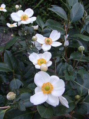 f0068649_22364863.jpg
