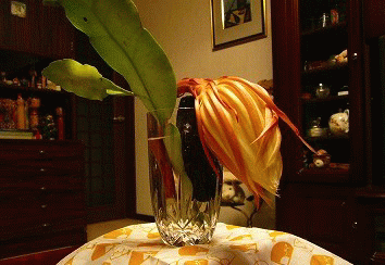 f0092775_2254160.gif