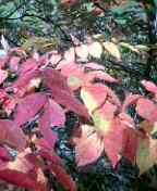 f0004180_22103114.jpg