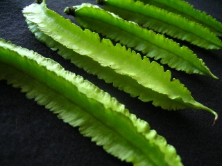 d0003606_1411562.jpg