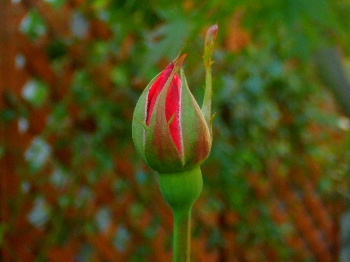 f0041606_21344682.jpg