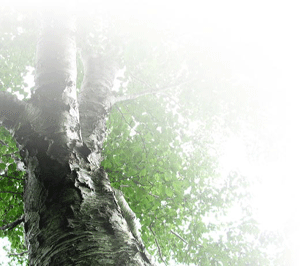 a0055913_010981.gif