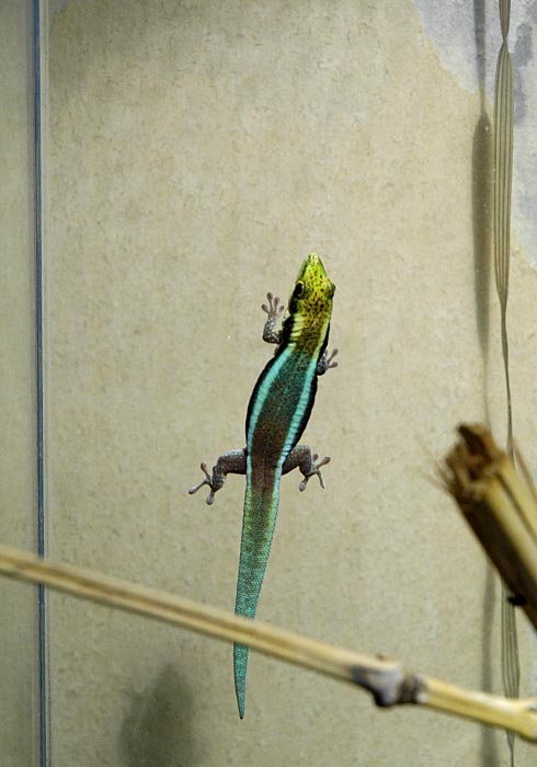 Phelsuma Boehmei