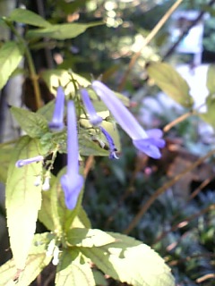 e0016828_2216681.jpg