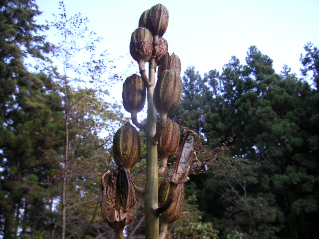 a0020929_21523936.jpg