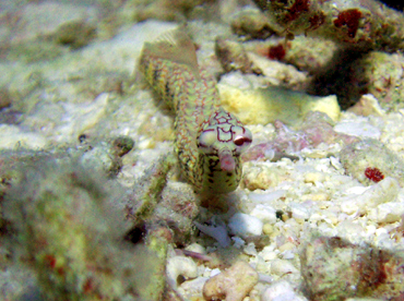 d0065247_0192358.jpg