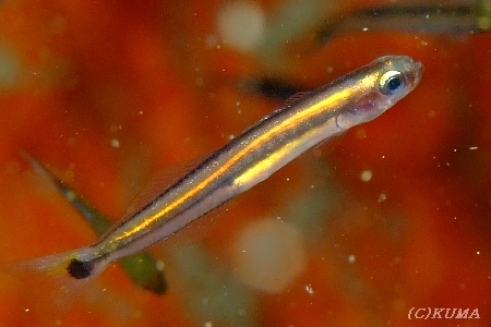 e0027447_2251469.jpg
