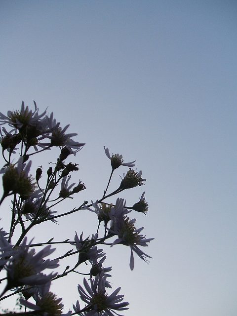 a0017161_11184651.jpg