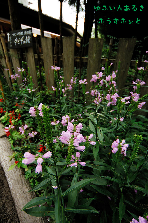 d0013363_2142959.jpg