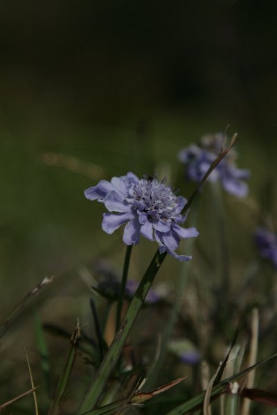 a0076683_7195197.jpg