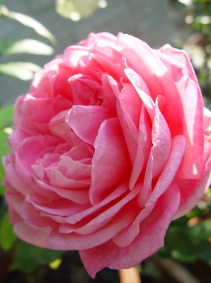 d0050399_923189.jpg