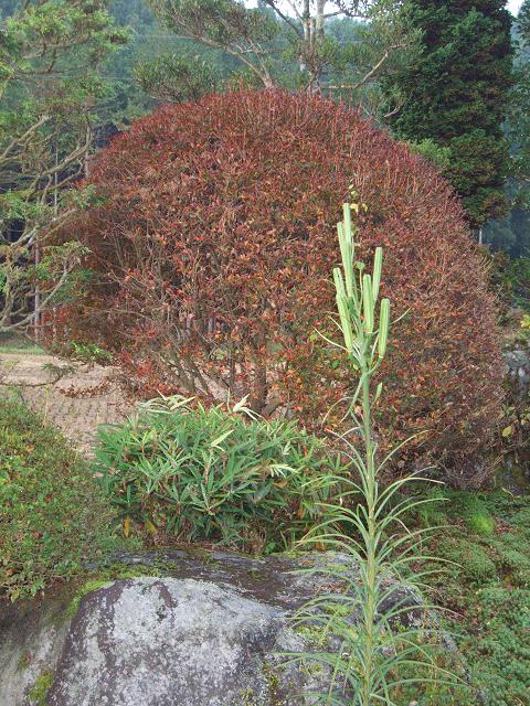 c0086014_6471227.jpg