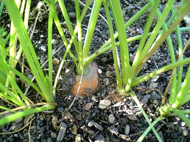 e0070226_13451054.jpg