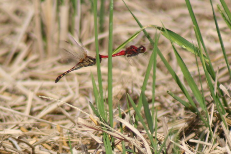 b0088772_20471261.jpg