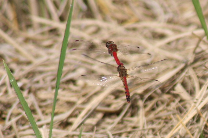 b0088772_2047278.jpg