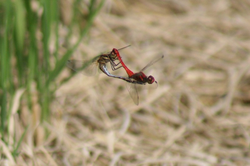 b0088772_20474324.jpg