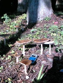 e0093881_1023890.jpg