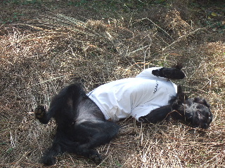d0070289_20373254.jpg