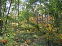 e0049598_8524220.jpg