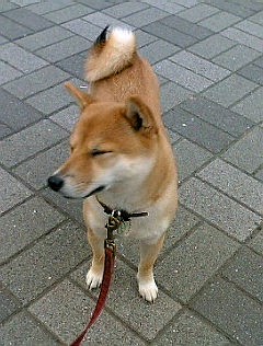 f0004309_16292939.jpg