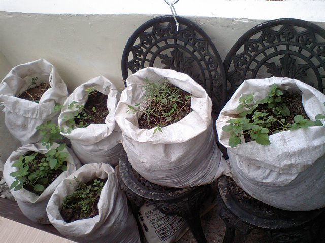 d0090214_12422696.jpg